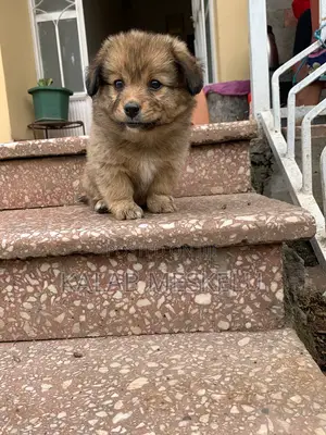 1-3 months Female Purebred Dog