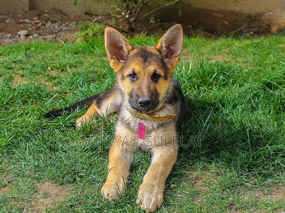 1-3 months Male Purebred German Shepherd