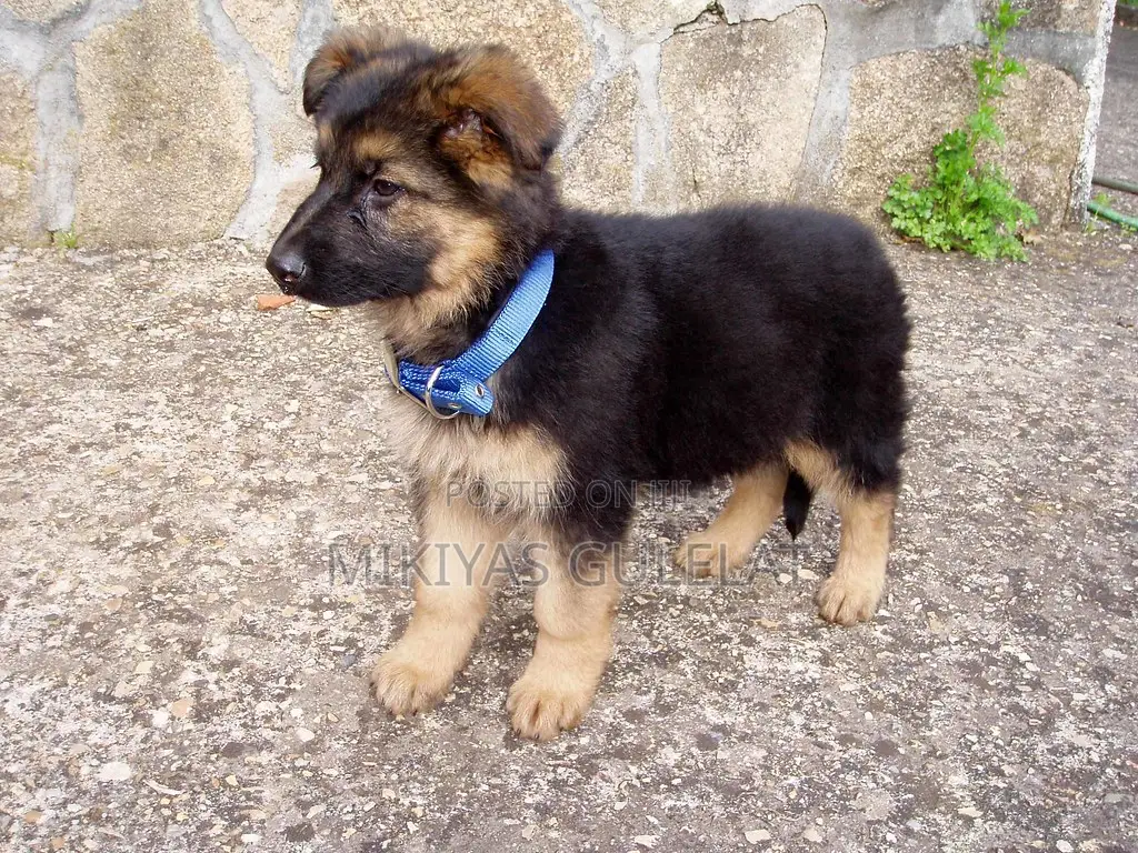 1-3 months Male Purebred German Shepherd