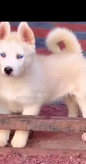 1-3 months Female Purebred Siberian Husky