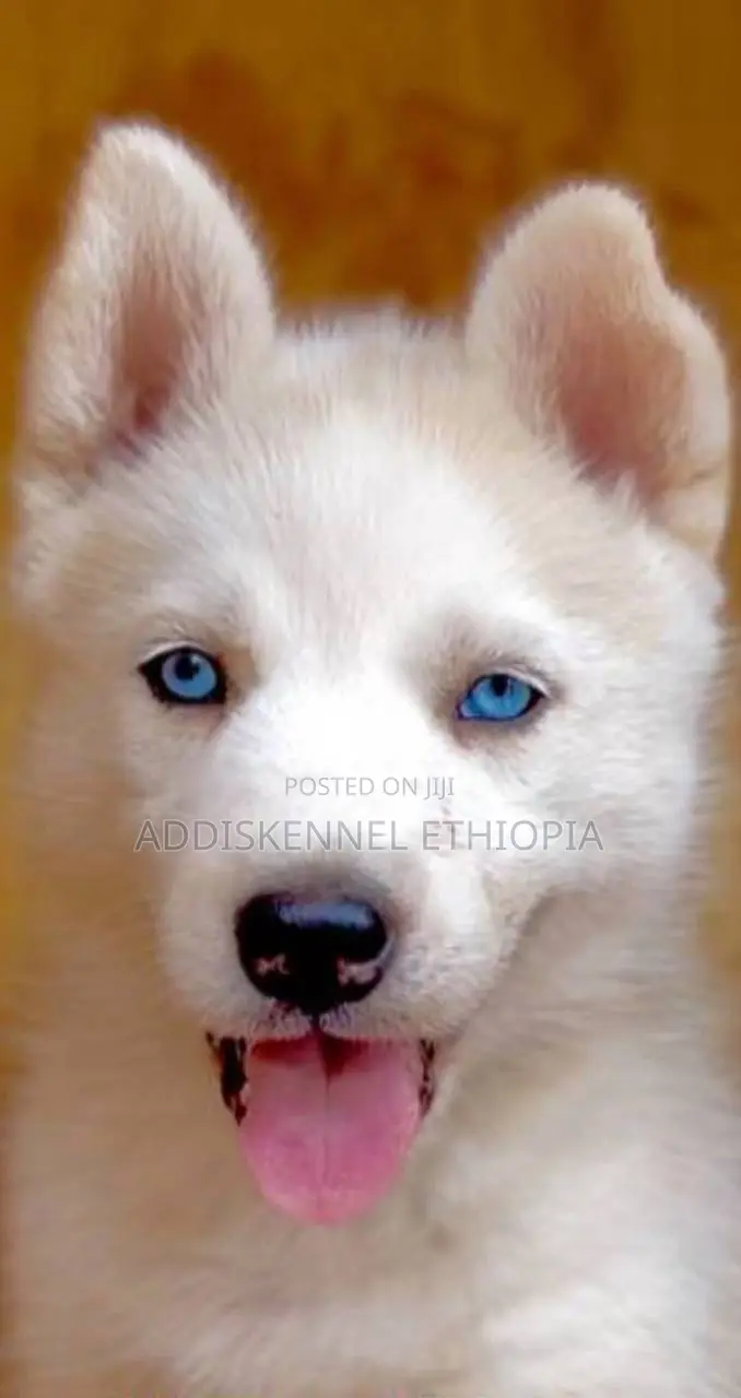1-3 months Female Purebred Siberian Husky