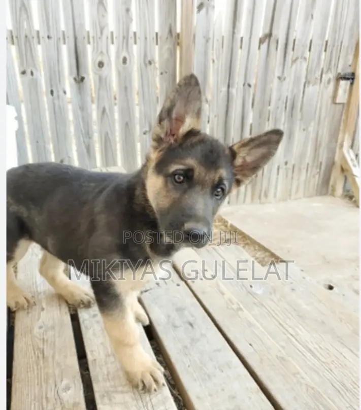 1-3 months Male Purebred German Shepherd