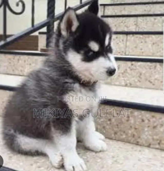 1-3 months Male Purebred Siberian Husky