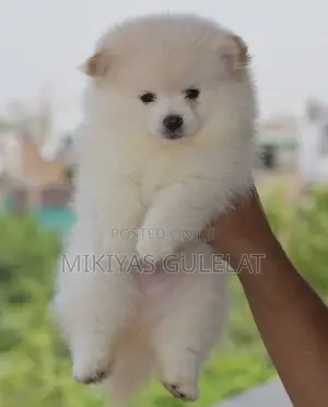 Photo - 1-3 months Male Purebred Maltese