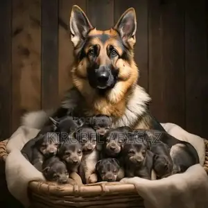 Photo - 1-3 months Male Purebred Dog