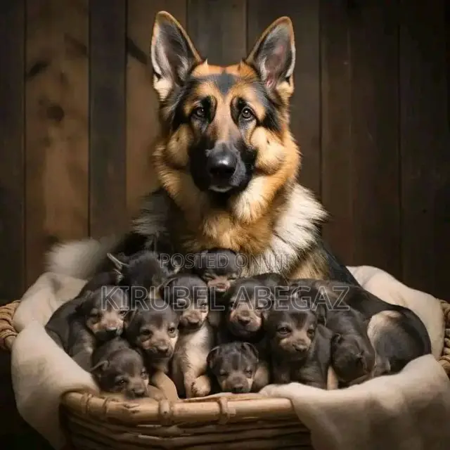 1-3 months Male Purebred Dog