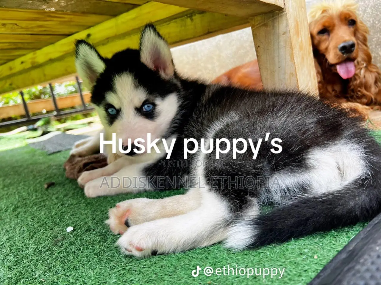 1-3 months Female Purebred Siberian Husky