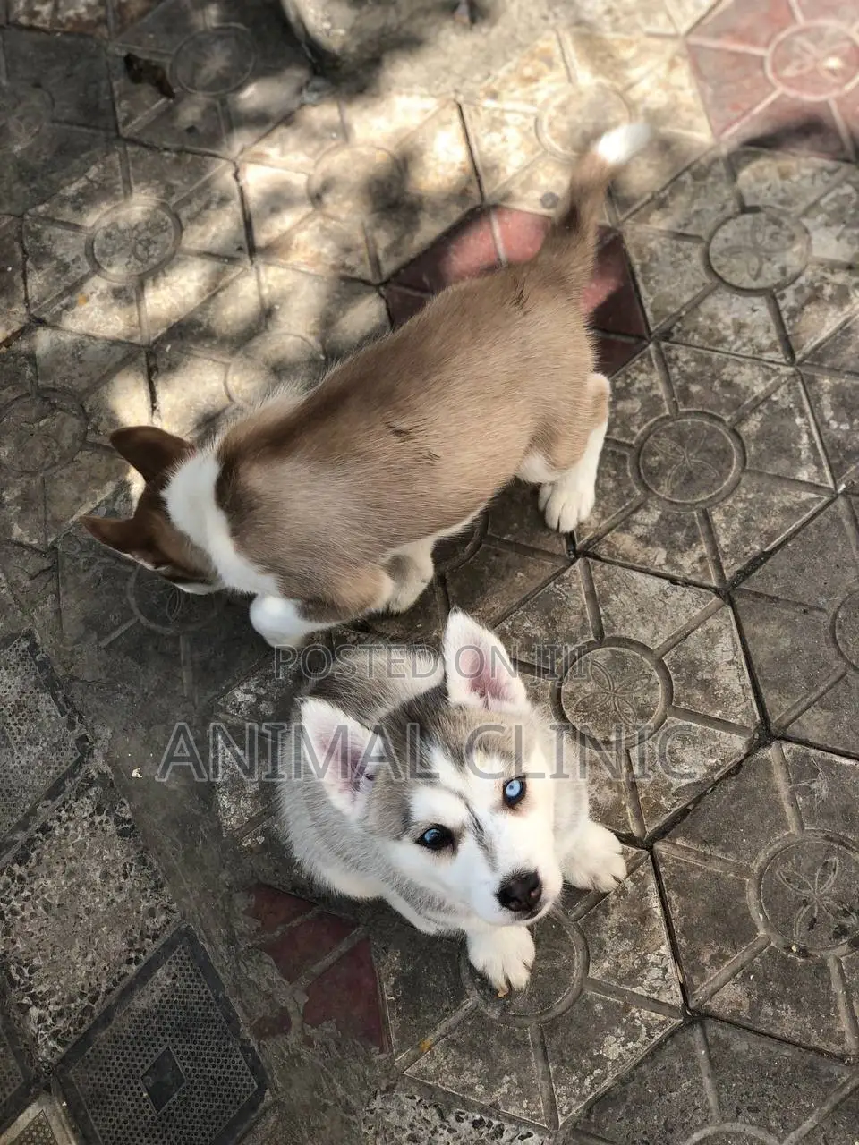 1-3 months Male Purebred Siberian Husky