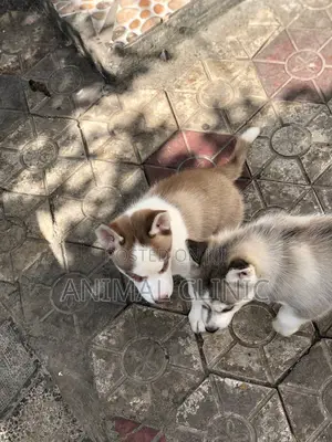1-3 months Male Purebred Siberian Husky