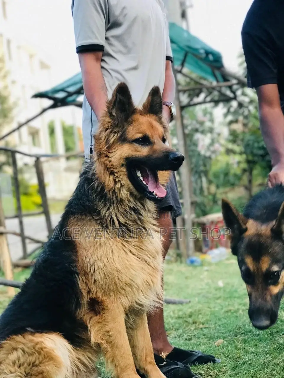 1-3 months Male Purebred German Shepherd