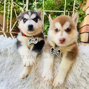 Photo - 1-3 months Male Purebred Siberian Husky