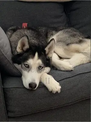 3-6 months Male Purebred Siberian Husky