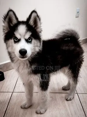 3-6 months Male Purebred Siberian Husky