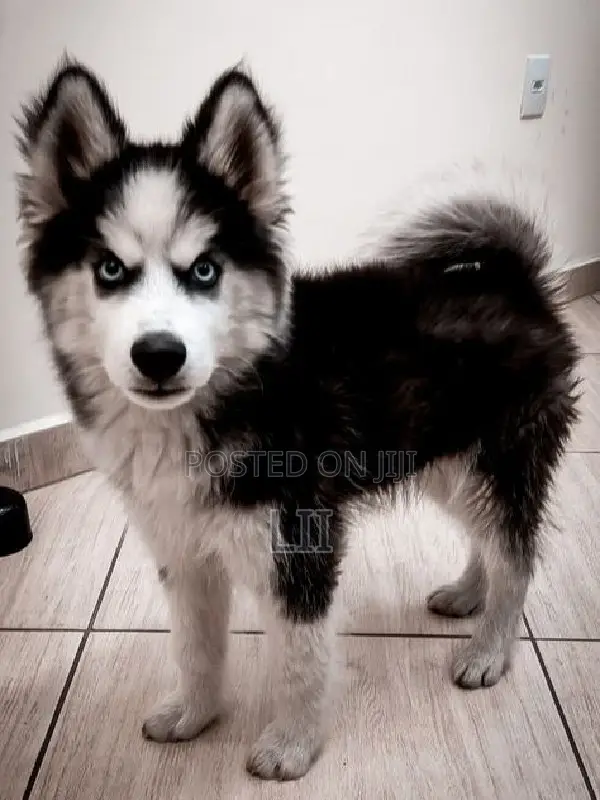 3-6 months Male Purebred Siberian Husky