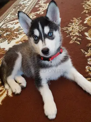 3-6 months Male Purebred Siberian Husky