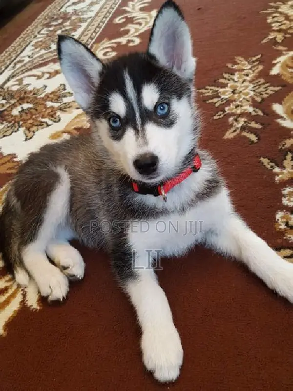 3-6 months Male Purebred Siberian Husky