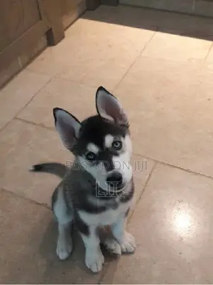 3-6 months Male Purebred Siberian Husky