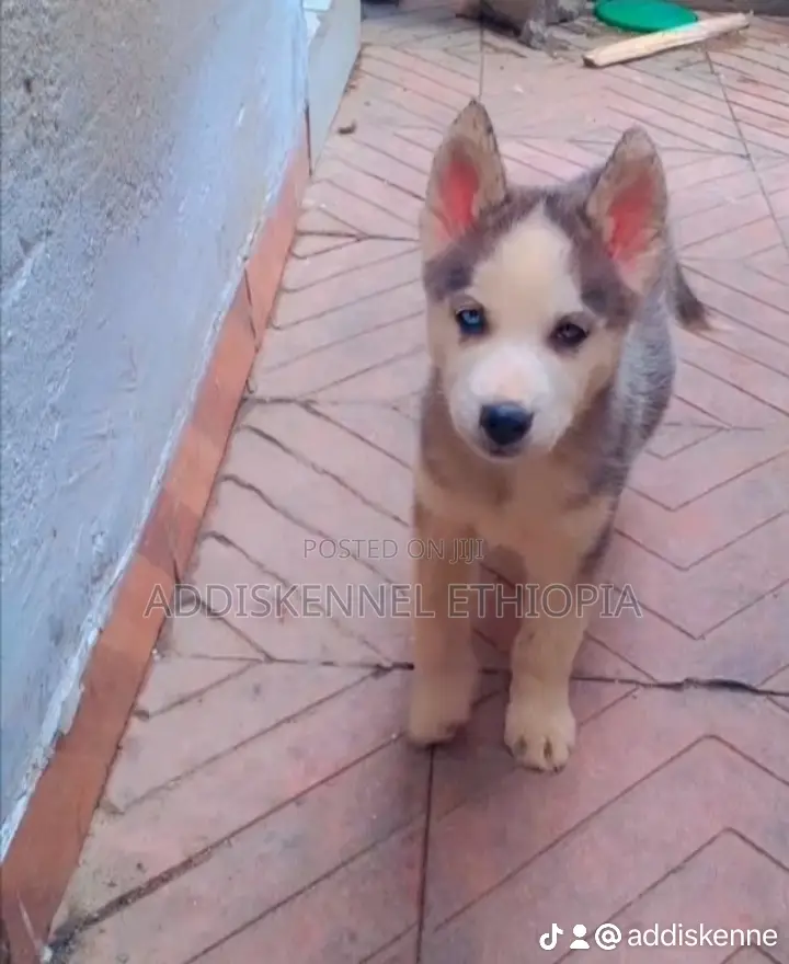 1-3 months Female Purebred Siberian Husky