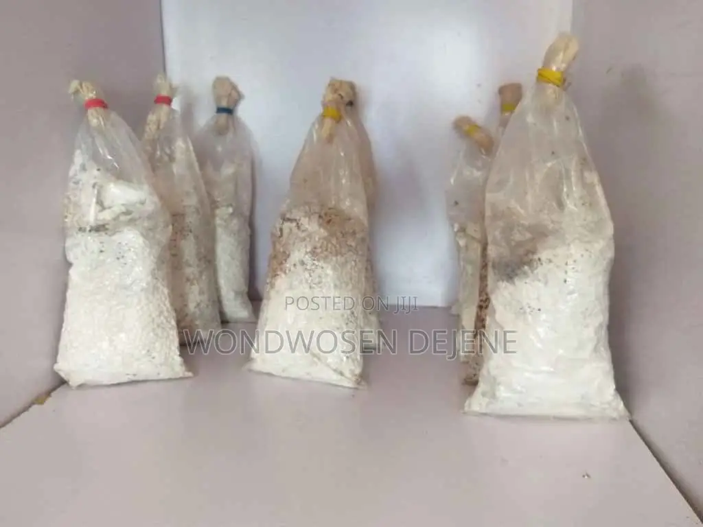 Oyster Mushroom Spawn