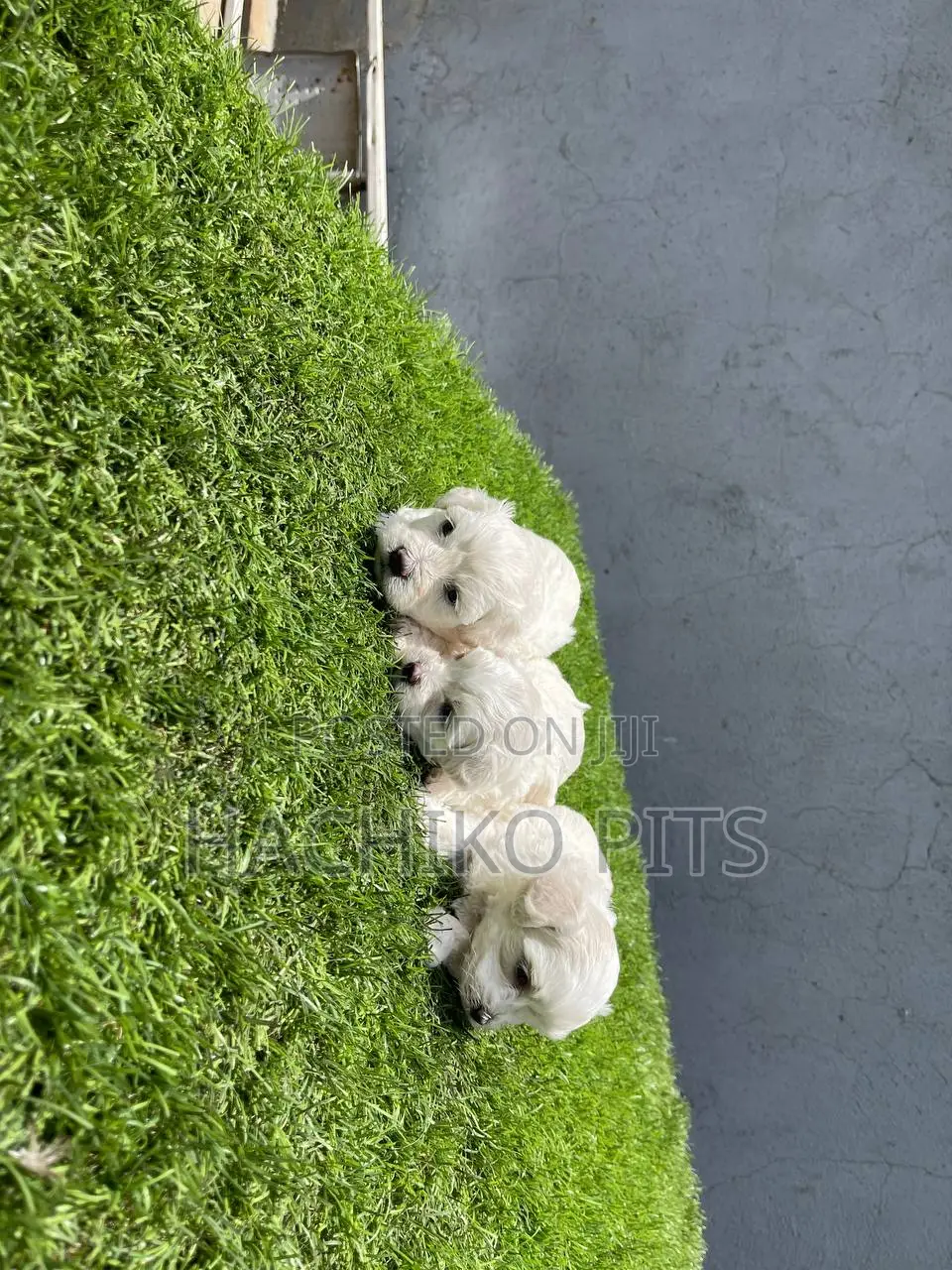 1-3 months Male Purebred Maltese