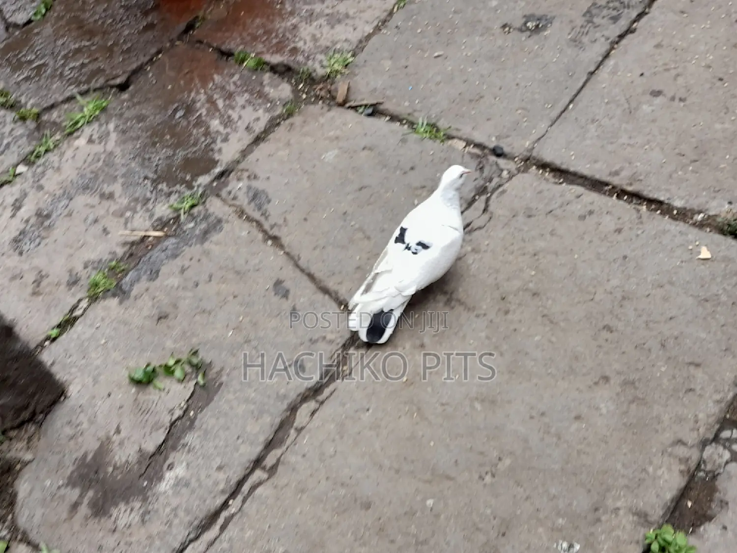 Bbeautiful Birds on Hand