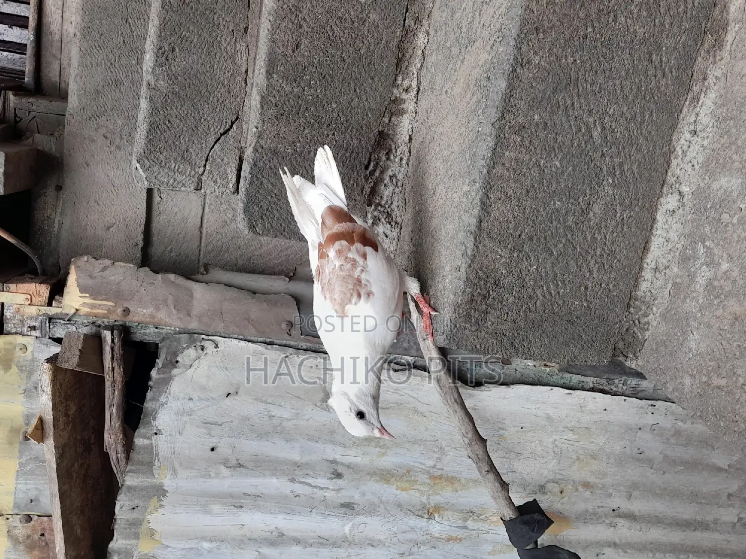 Bbeautiful Birds on Hand