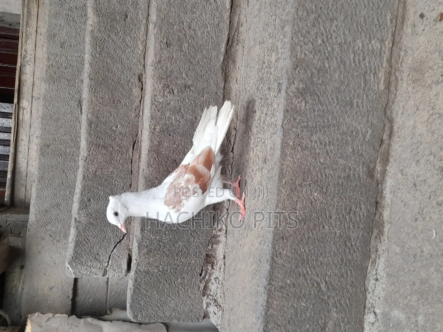 Bbeautiful Birds on Hand