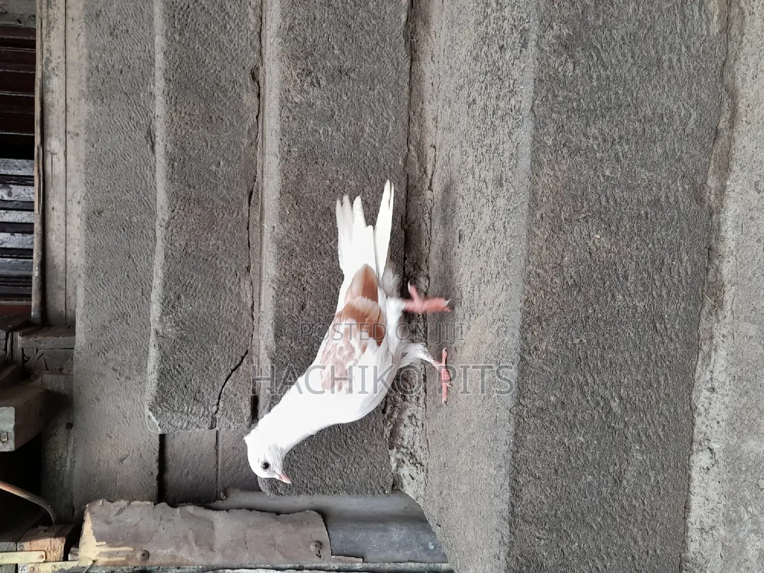 Bbeautiful Birds on Hand