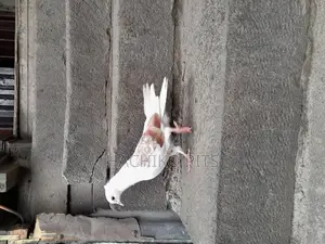 Bbeautiful Birds on Hand