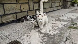 1-3 months Male Purebred Siberian Husky