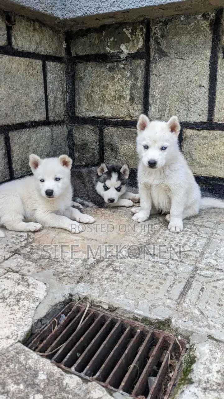 1-3 months Male Purebred Siberian Husky