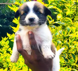 Photo - 1-3 months Male Purebred Maltese