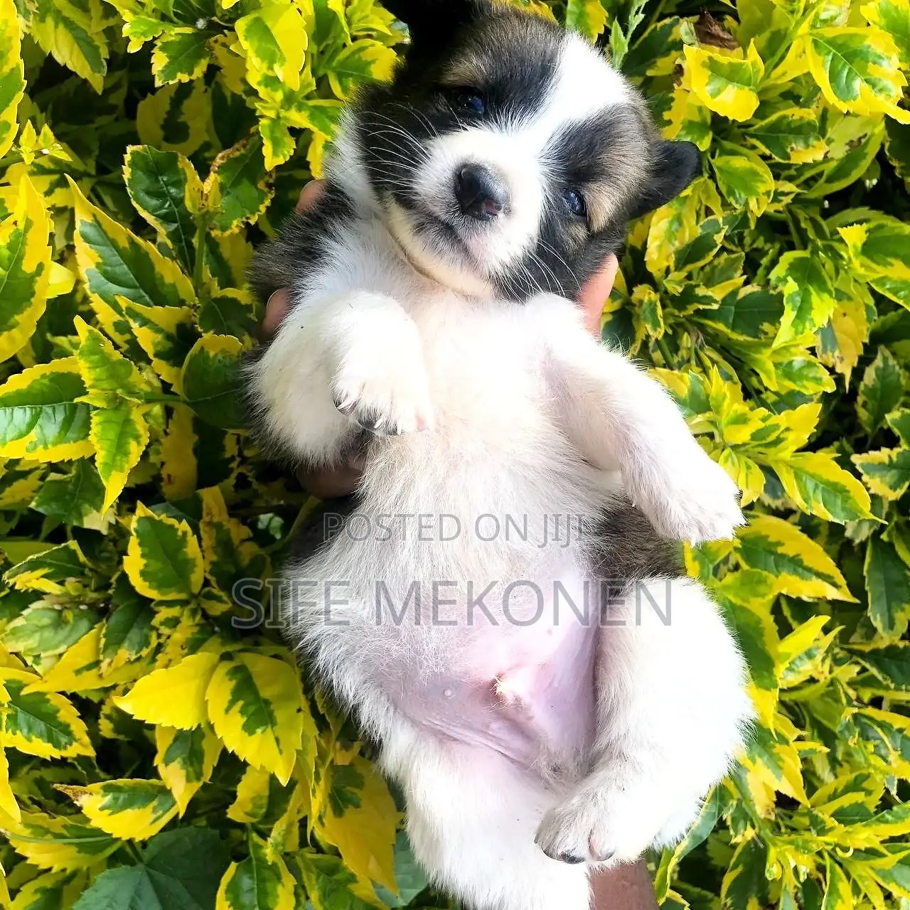 1-3 months Male Purebred Maltese