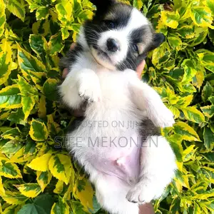 1-3 months Male Purebred Maltese