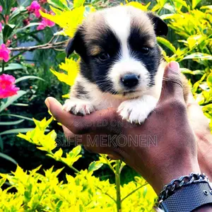 1-3 months Male Purebred Maltese