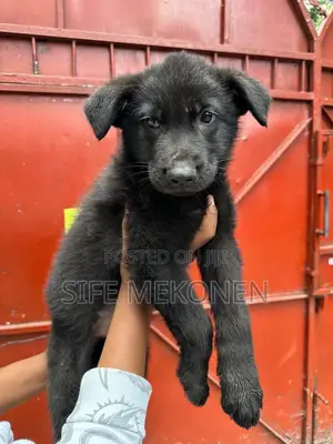 1-3 months Male Purebred German Shepherd