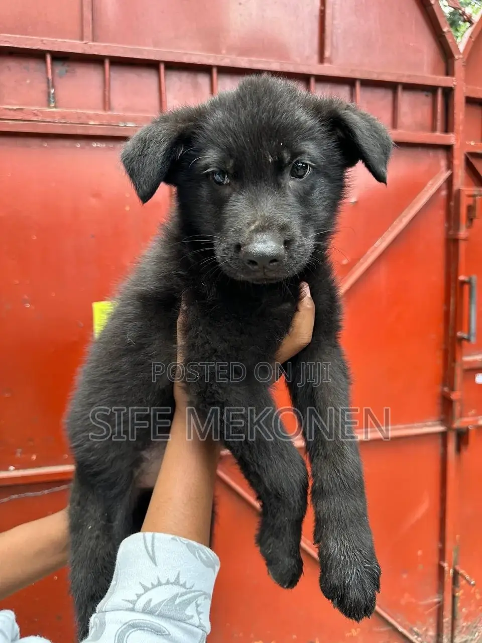 1-3 months Male Purebred German Shepherd