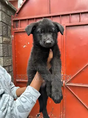 Photo - 1-3 months Male Purebred German Shepherd