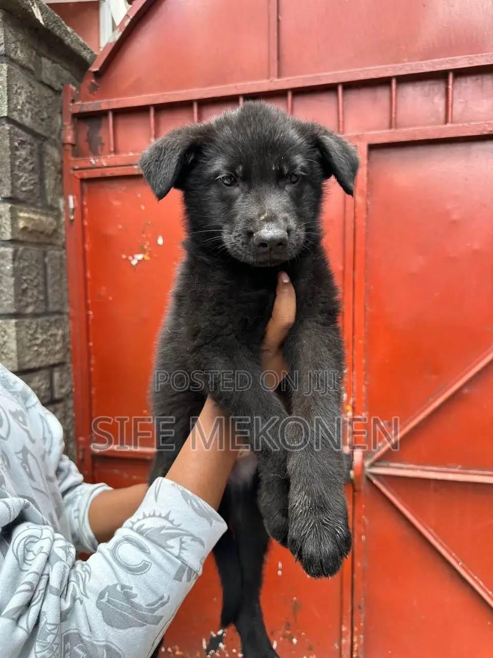 1-3 months Male Purebred German Shepherd