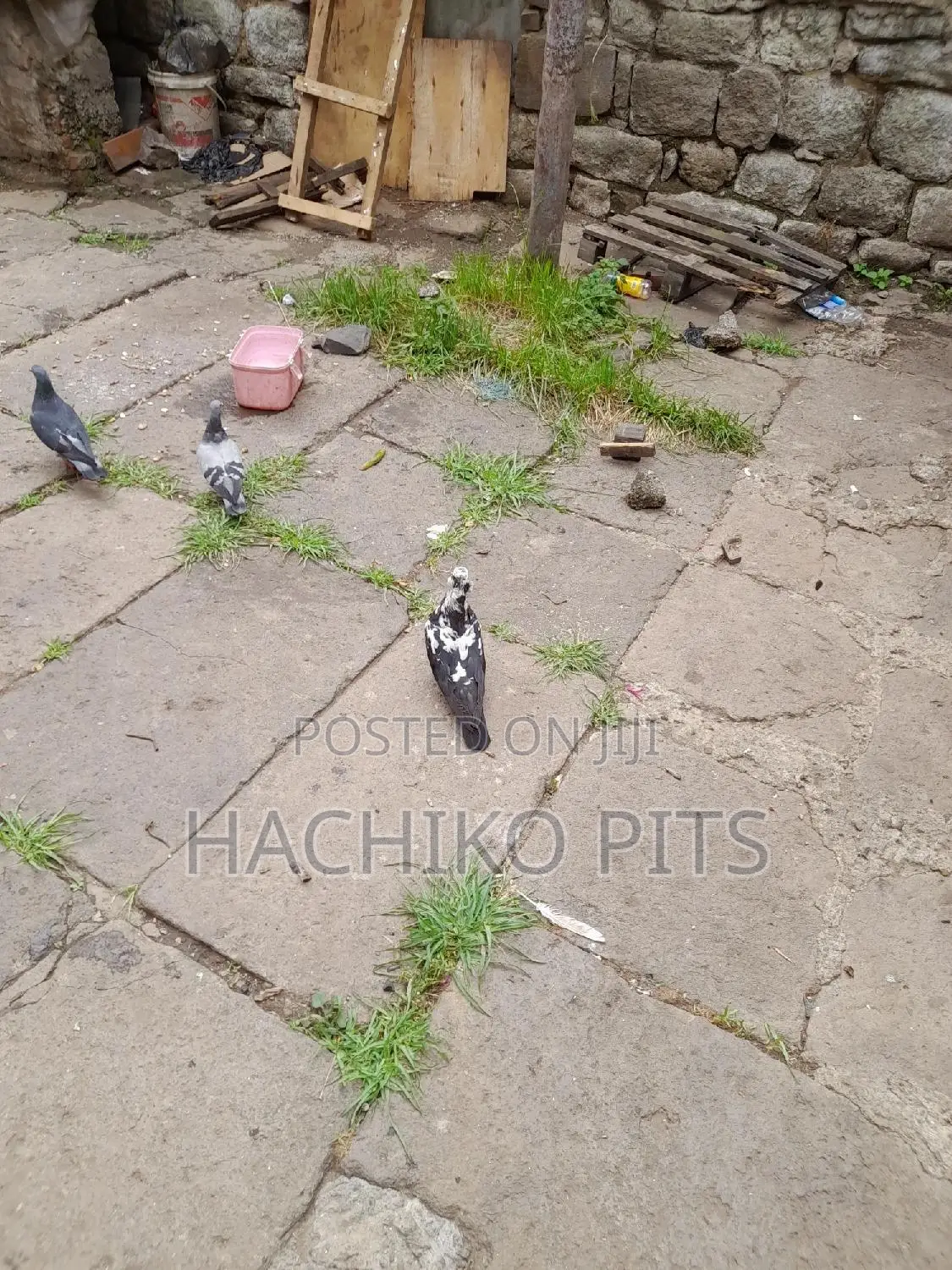 Beautiful Birds Available on Hand