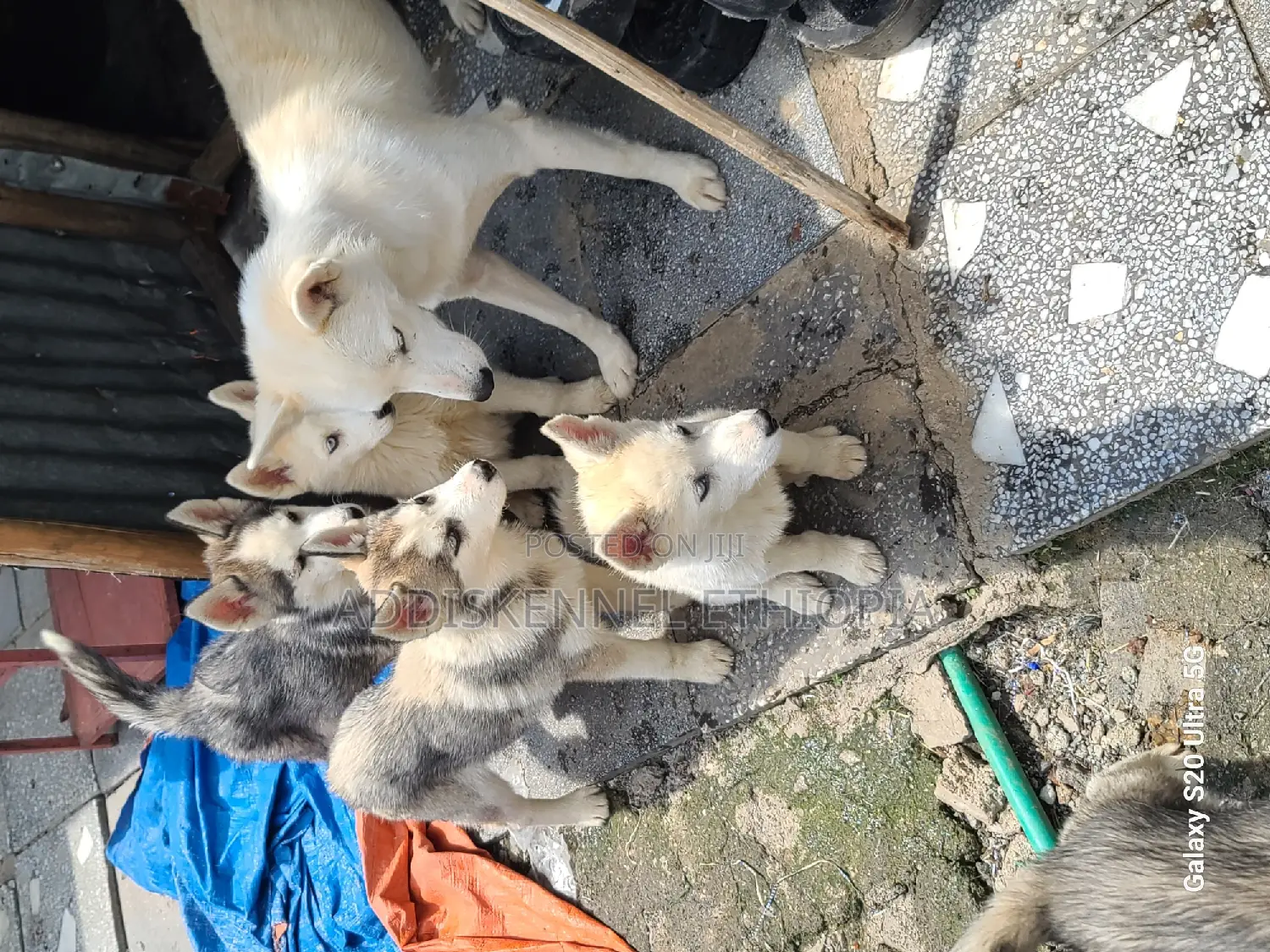 1-3 months Female Purebred Siberian Husky