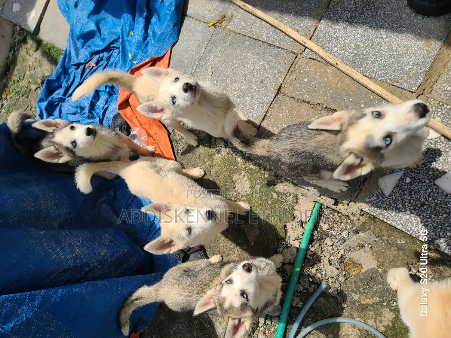 1-3 months Female Purebred Siberian Husky