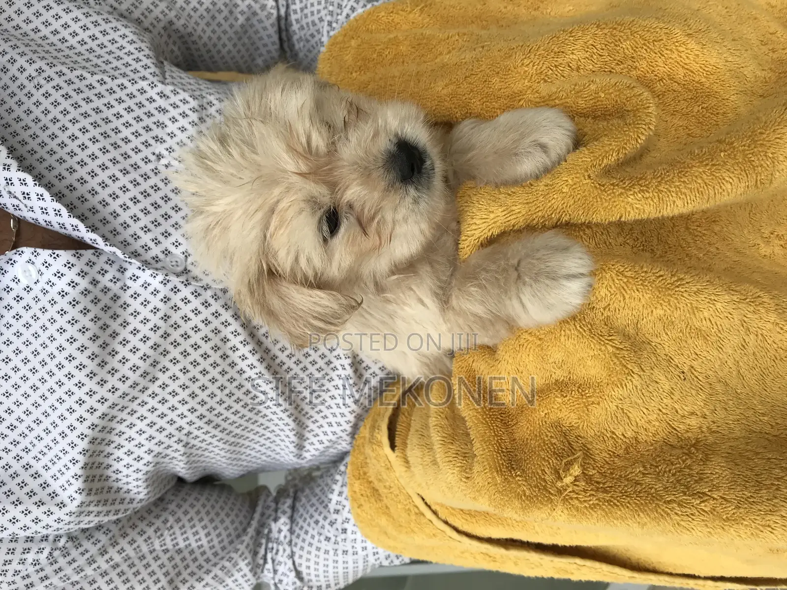1-3 months Male Purebred Maltese