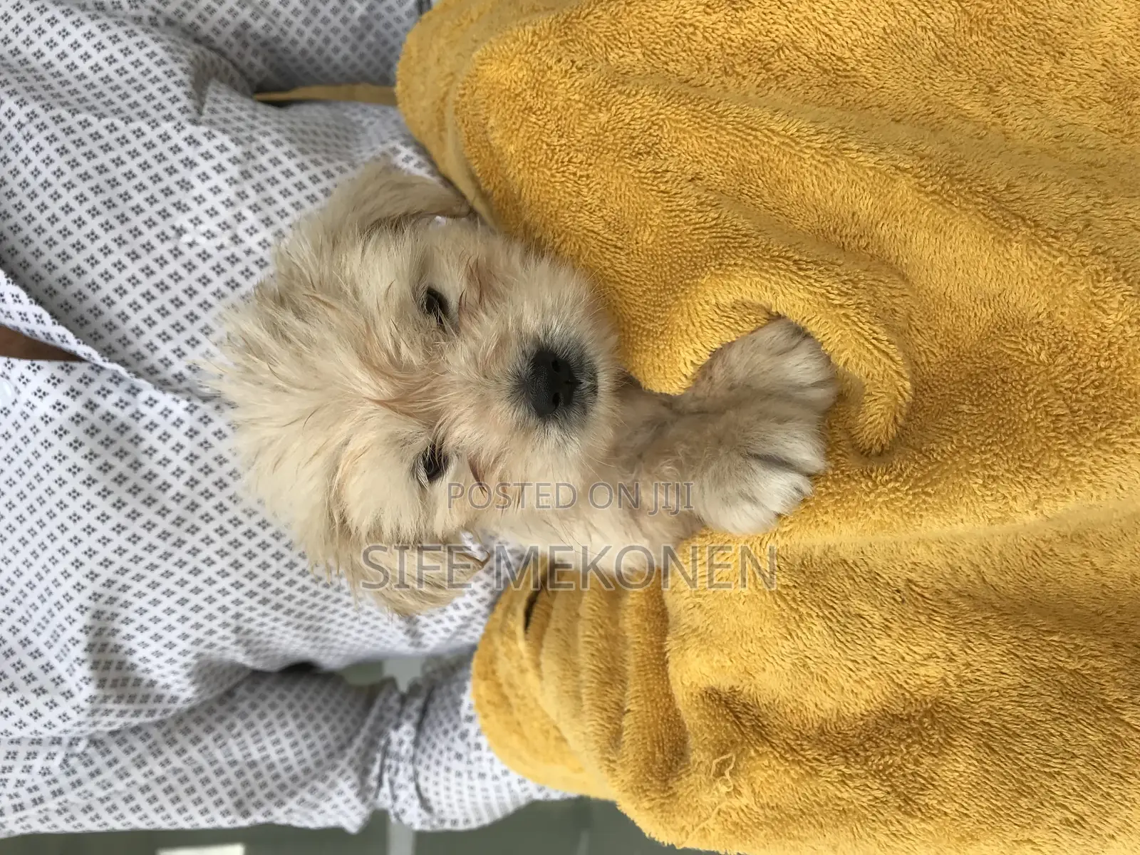 1-3 months Male Purebred Maltese