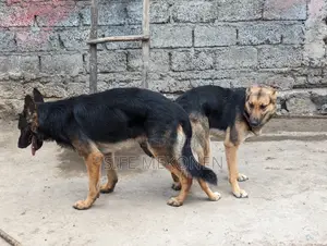 1-3 months Male Purebred German Shepherd