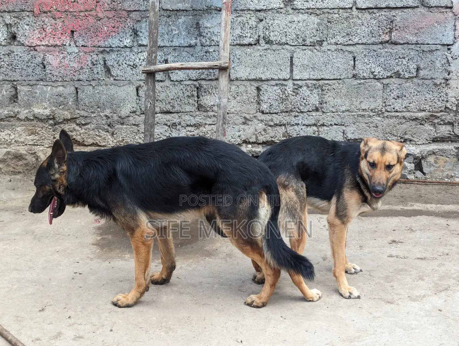 1-3 months Male Purebred German Shepherd