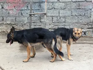 Photo - 1-3 months Male Purebred German Shepherd