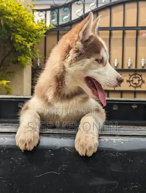 1-3 months Male Purebred Siberian Husky