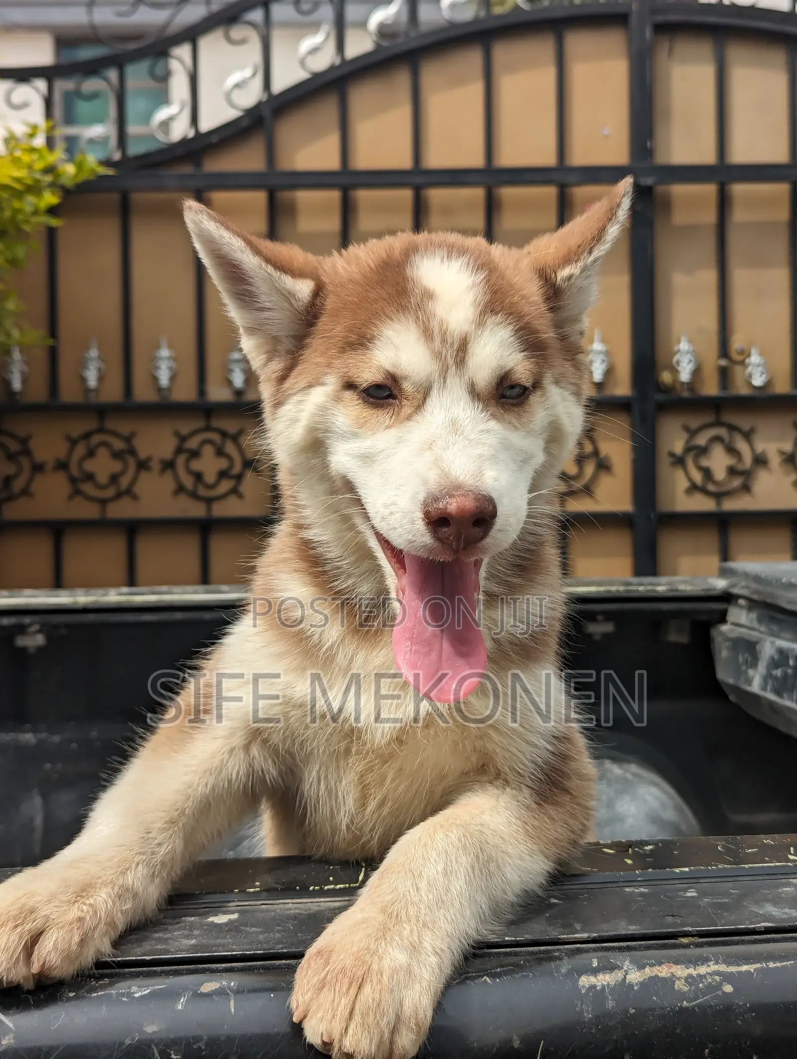 1-3 months Male Purebred Siberian Husky