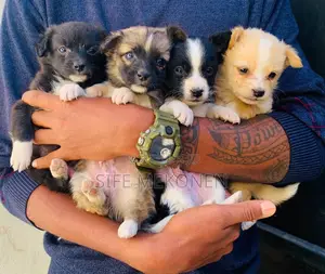 Photo - 1-3 months Male Purebred Maltese